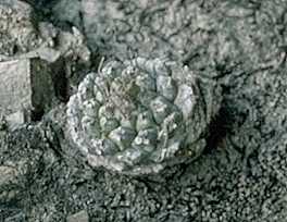 Strombocactus disciformis ssp. esperanzae